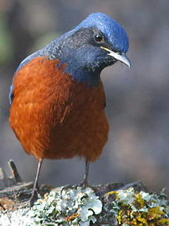 Chestnut-bellied Rock Thrush