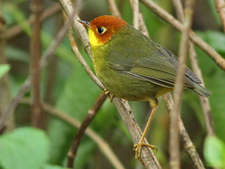 Chestnut-capped Tesia