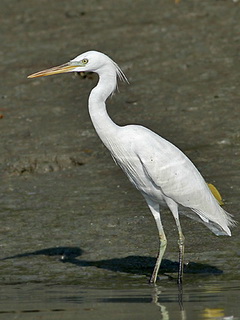 Chinese Egret