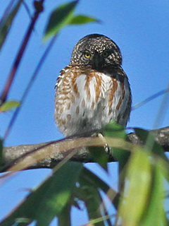 Collared Owlet