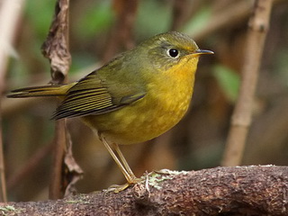 Golden Bush Robin