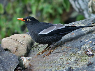 Grey-winged Blackbird