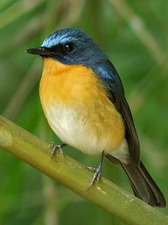 Hill Blue Flycatcher