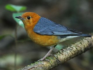 Orange-headed Thrush