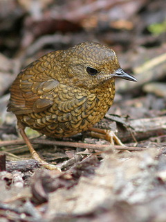 Pygmy Wren Babbler