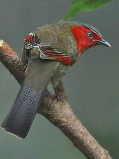 Scarlet-faced Liocichla