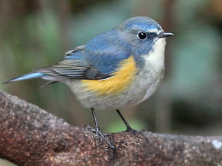 Red-flanked Bluetail