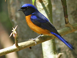 Rufous-bellied Niltava