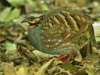 Rufous-throated
            Partridge