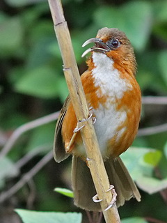 Rusty-cheeked Scimitar-Babbler