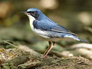 Siberian Blue Robin