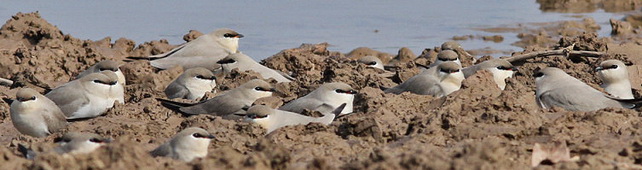 Small Pratincole