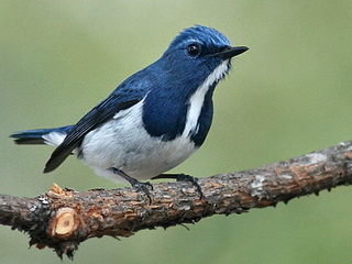 Ultamarine Flycatcher