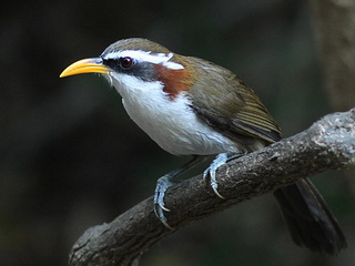 White-browed
            Scimitar-Babbler