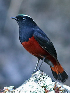 White-capped Water Redstart