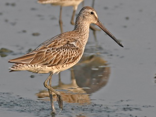 Asian Dowitcher at Pak Thale