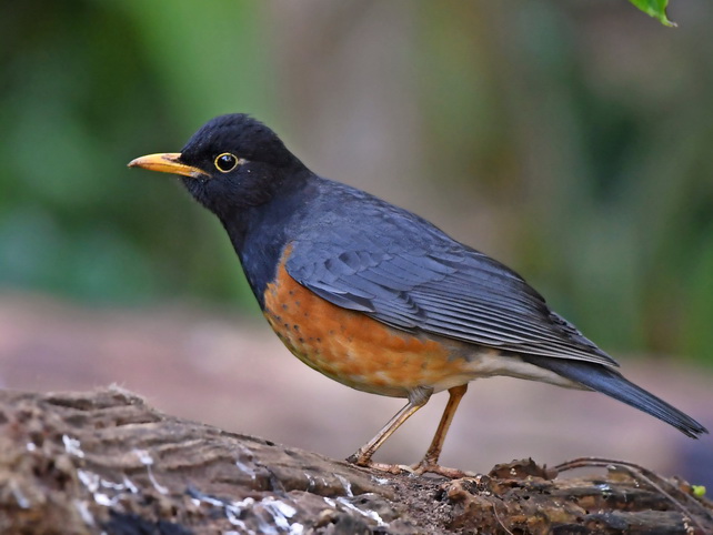 Black-breasted Thrush at Doi Ang Khan