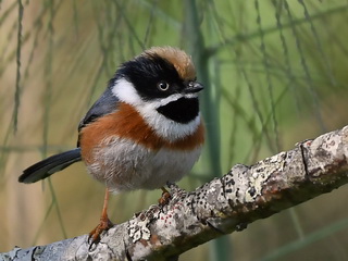 Black-throated Tit on Doi Lang