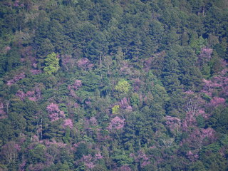 Cherry blossoms on Doi Lang