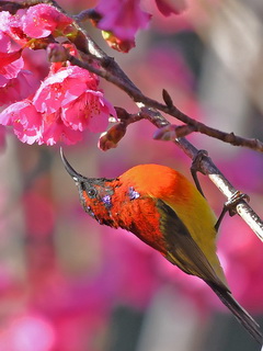 Gould's Sunbird on Doi Ang Khan