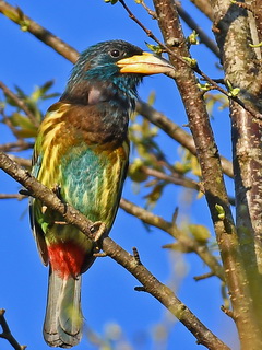 Great Barbet at Doi Ang Khan