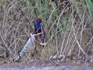 Hume's Pheasant on Doi Lang