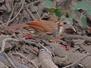 Large Scimitar Babbler at Kaeng Krachan