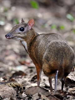 Lesser Mouse Deer at Kaeng Krachan