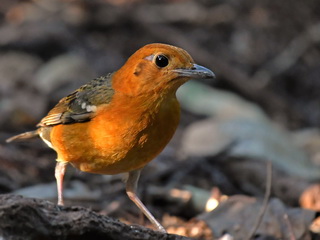 Orange-headed Thrush at Baan Maka