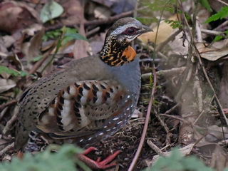 Rufous-throated Partridge on Doi Inthanon