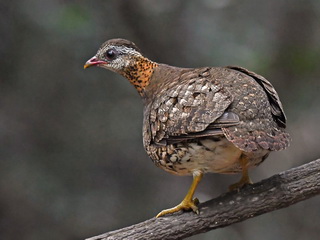 Scaly-breasted / Green-legged Partridge