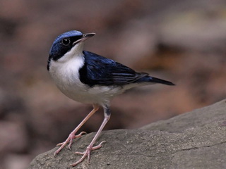 Siberian Blue Robin at Kaeng Krachan