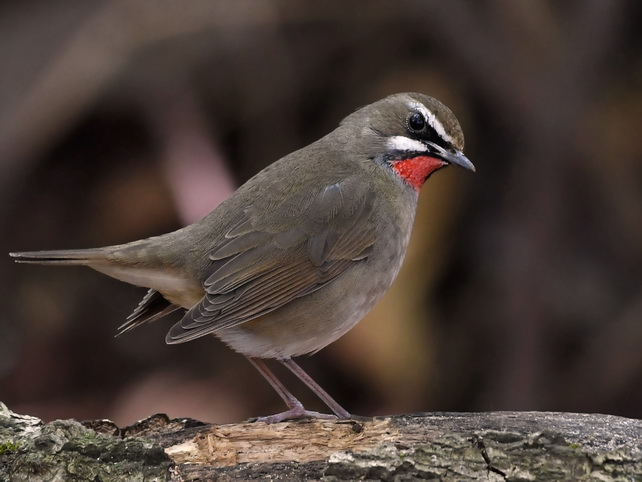 Siberian Rubythroat on Doi Lang