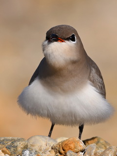 Little Pratincole