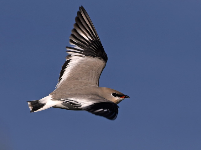 Little Pratincole at Doi Lo