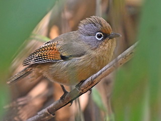 Spectacled Barwing on Doi Lang