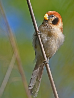 Spot-breasted Parrotbill on Doi Lang