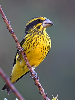 Spot-winged Grosbeak at
            Doi Ang Khan