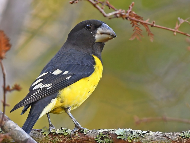 Spot-winged Grosbeak on Doi Ang Khan