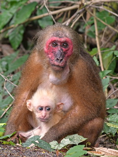 Stump-tailed Macaque at Kaeng Krachan