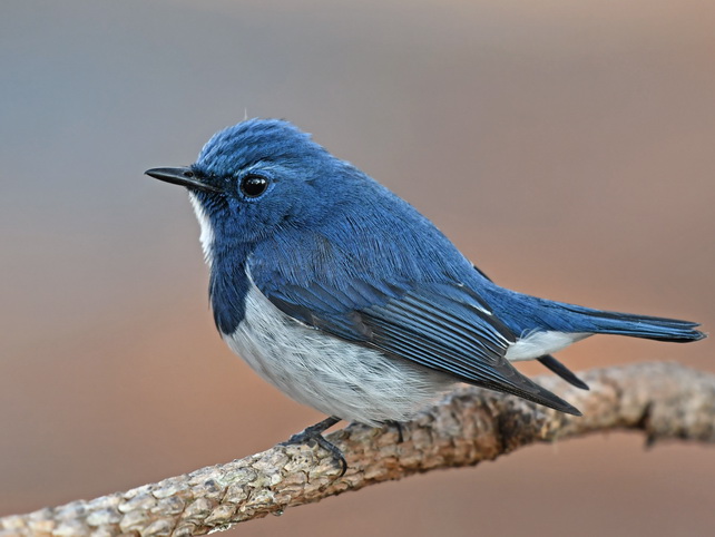 Ultramarine Flycatcher on Doi Lang