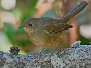 White-bellied Redstart