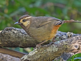 White-browed Laughingthrush