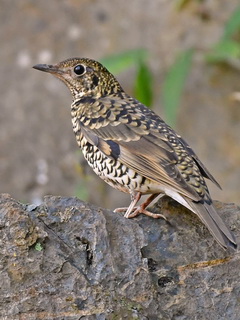 White's Thrush / Scaly Thrush