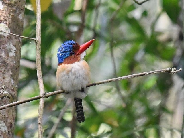 Banded Kingfisher