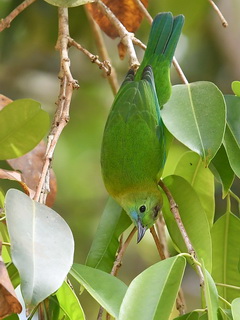 Blue-winged Leafbird at Kaeng Krachan