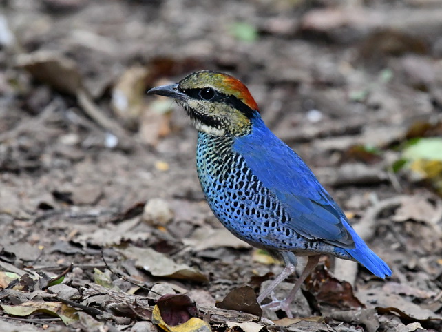 Blue Pitta