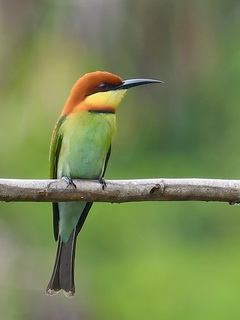 Chestnut-headed Bee-eater