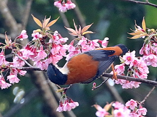Cutia Cutia on Doi Lang