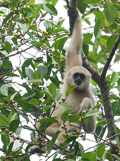 White-handed Gibbon